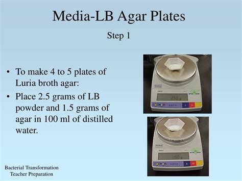 lb agar plates protocol.